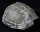 Superb Fossil Tortoise (Stylemys) - South Dakota #31516-2